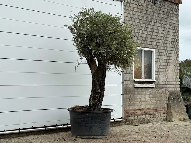 Olijfboom old skin - olea europaea - ca. 75 jaar oud - hoogte ca. 260 cm - afbeelding 3 van  3