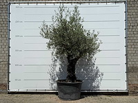 Olijfboom old skin - olea europaea - ca. 75 jaar oud - hoogte ca. 270 cm - afbeelding 1 van  5