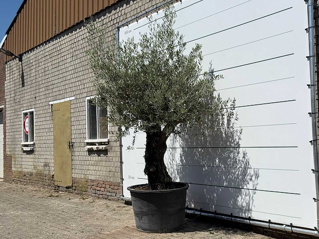 Olijfboom old skin - olea europaea - ca. 75 jaar oud - hoogte ca. 270 cm - afbeelding 2 van  5