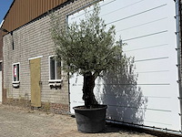 Olijfboom old skin - olea europaea - ca. 75 jaar oud - hoogte ca. 270 cm - afbeelding 2 van  5