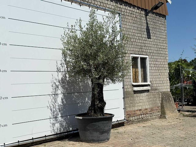 Olijfboom old skin - olea europaea - ca. 75 jaar oud - hoogte ca. 270 cm - afbeelding 3 van  5