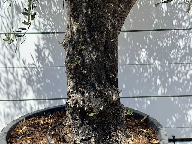 Olijfboom old skin - olea europaea - ca. 75 jaar oud - hoogte ca. 270 cm - afbeelding 4 van  5