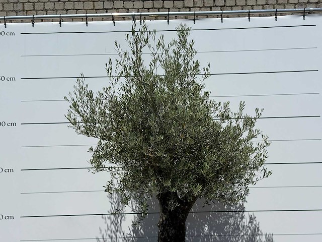 Olijfboom old skin - olea europaea - ca. 75 jaar oud - hoogte ca. 270 cm - afbeelding 5 van  5