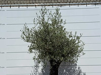 Olijfboom old skin - olea europaea - ca. 75 jaar oud - hoogte ca. 270 cm - afbeelding 5 van  5
