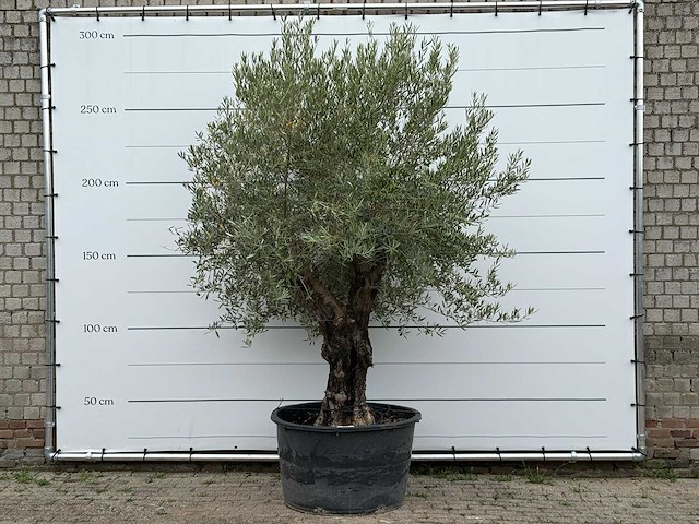 Olijfboom old skin - olea europaea - ca. 75 jaar oud - hoogte ca. 280 cm - afbeelding 1 van  5