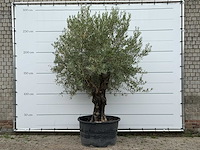 Olijfboom old skin - olea europaea - ca. 75 jaar oud - hoogte ca. 280 cm - afbeelding 1 van  5