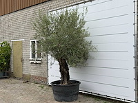 Olijfboom old skin - olea europaea - ca. 75 jaar oud - hoogte ca. 280 cm - afbeelding 2 van  5