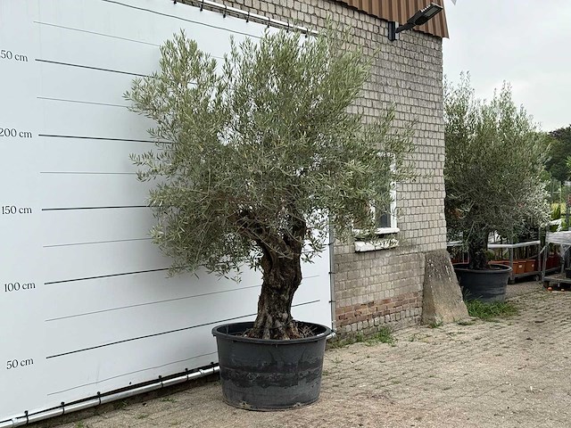Olijfboom old skin - olea europaea - ca. 75 jaar oud - hoogte ca. 280 cm - afbeelding 3 van  5