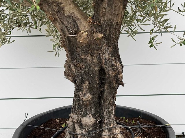 Olijfboom old skin - olea europaea - ca. 75 jaar oud - hoogte ca. 280 cm - afbeelding 4 van  5