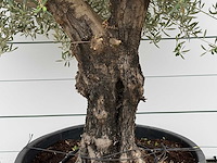 Olijfboom old skin - olea europaea - ca. 75 jaar oud - hoogte ca. 280 cm - afbeelding 4 van  5