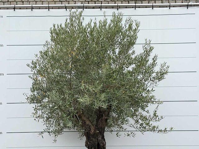 Olijfboom old skin - olea europaea - ca. 75 jaar oud - hoogte ca. 280 cm - afbeelding 5 van  5
