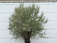 Olijfboom old skin - olea europaea - ca. 75 jaar oud - hoogte ca. 280 cm - afbeelding 5 van  5