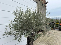 Olijfboom old skin - olea europaea - ca. 80 jaar oud - hoogte ca. 230 cm - afbeelding 2 van  11