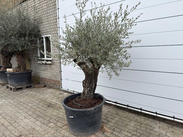 Olijfboom old skin - olea europaea - ca. 80 jaar oud - hoogte ca. 230 cm - afbeelding 3 van  11
