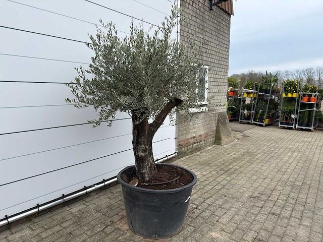 Olijfboom old skin - olea europaea - ca. 80 jaar oud - hoogte ca. 230 cm - afbeelding 4 van  11