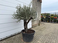 Olijfboom old skin - olea europaea - ca. 80 jaar oud - hoogte ca. 230 cm - afbeelding 4 van  11