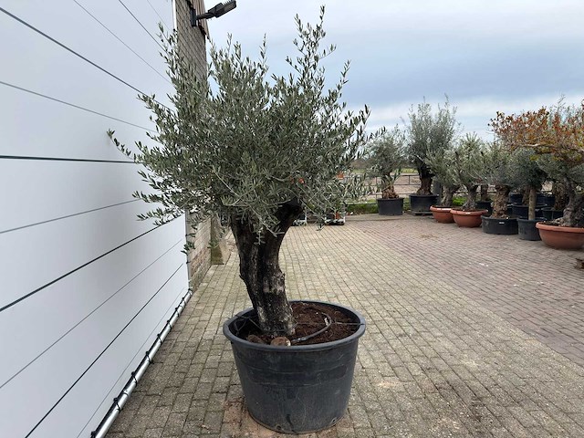 Olijfboom old skin - olea europaea - ca. 80 jaar oud - hoogte ca. 230 cm - afbeelding 5 van  11