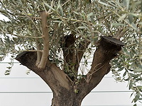 Olijfboom old skin - olea europaea - ca. 80 jaar oud - hoogte ca. 230 cm - afbeelding 9 van  11