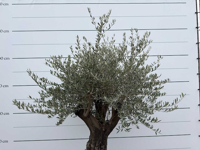 Olijfboom old skin - olea europaea - ca. 80 jaar oud - hoogte ca. 230 cm - afbeelding 10 van  11