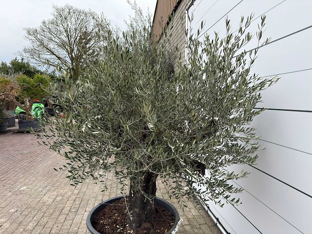 Olijfboom old skin - olea europaea - ca. 80 jaar oud - hoogte ca. 230 cm - afbeelding 2 van  10