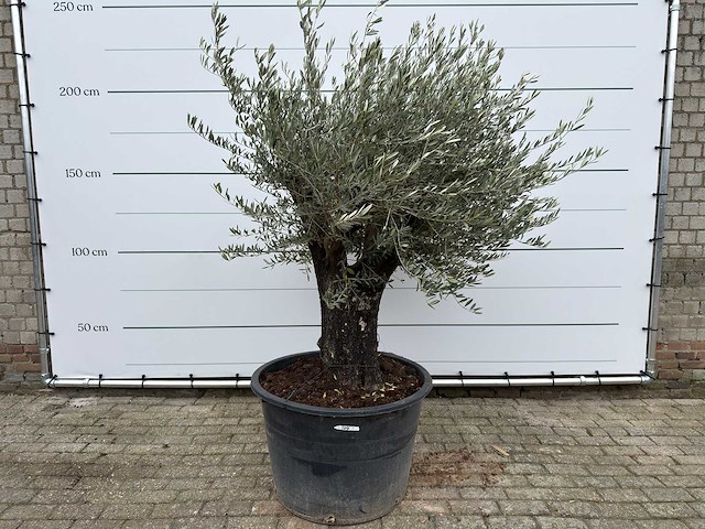 Olijfboom old skin - olea europaea - ca. 80 jaar oud - hoogte ca. 230 cm - afbeelding 1 van  10