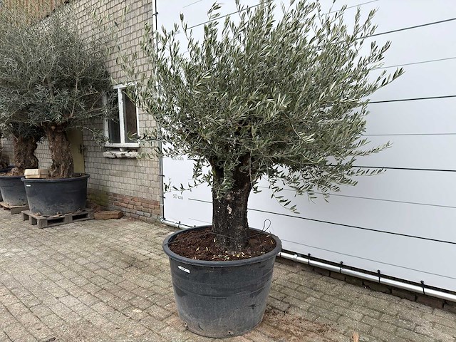 Olijfboom old skin - olea europaea - ca. 80 jaar oud - hoogte ca. 230 cm - afbeelding 3 van  10
