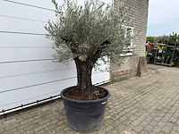 Olijfboom old skin - olea europaea - ca. 80 jaar oud - hoogte ca. 230 cm - afbeelding 4 van  10