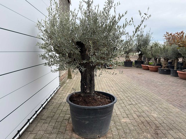 Olijfboom old skin - olea europaea - ca. 80 jaar oud - hoogte ca. 230 cm - afbeelding 5 van  10