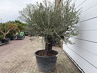 Olijfboom old skin - olea europaea - ca. 80 jaar oud - hoogte ca. 230 cm - afbeelding 6 van  10
