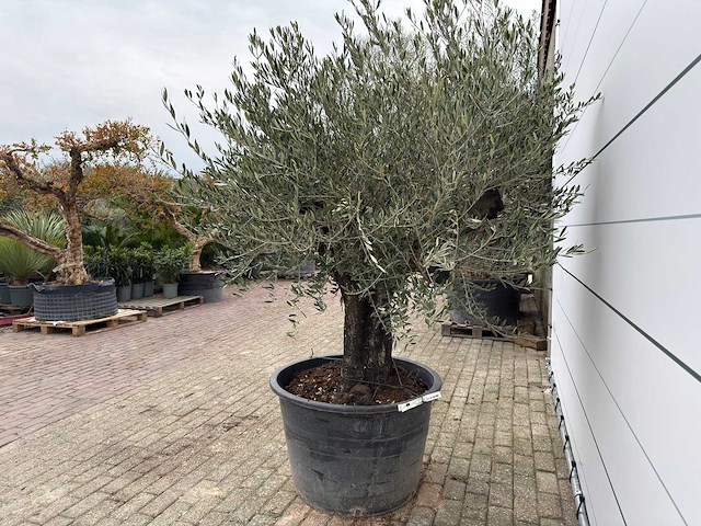 Olijfboom old skin - olea europaea - ca. 80 jaar oud - hoogte ca. 230 cm - afbeelding 7 van  10