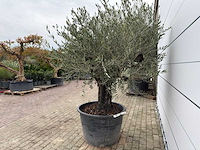 Olijfboom old skin - olea europaea - ca. 80 jaar oud - hoogte ca. 230 cm - afbeelding 7 van  10