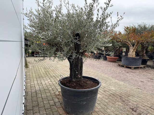 Olijfboom old skin - olea europaea - ca. 80 jaar oud - hoogte ca. 230 cm - afbeelding 8 van  10