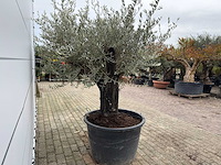 Olijfboom old skin - olea europaea - ca. 80 jaar oud - hoogte ca. 230 cm - afbeelding 8 van  10