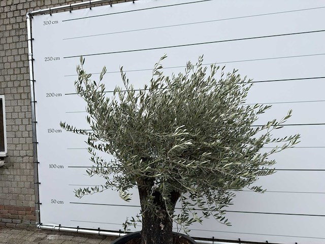 Olijfboom old skin - olea europaea - ca. 80 jaar oud - hoogte ca. 230 cm - afbeelding 9 van  10