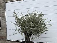 Olijfboom old skin - olea europaea - ca. 80 jaar oud - hoogte ca. 230 cm - afbeelding 9 van  10