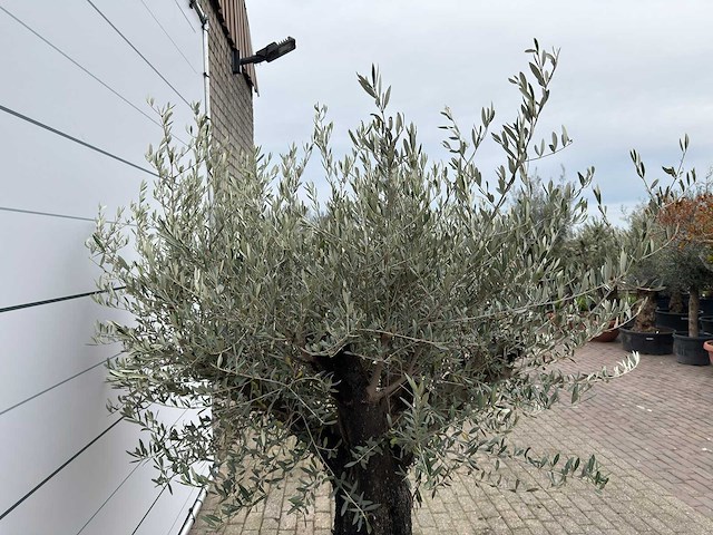 Olijfboom old skin - olea europaea - ca. 80 jaar oud - hoogte ca. 230 cm - afbeelding 10 van  10