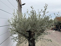 Olijfboom old skin - olea europaea - ca. 80 jaar oud - hoogte ca. 230 cm - afbeelding 10 van  10