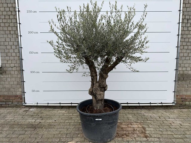 Olijfboom old skin - olea europaea - ca. 80 jaar oud - hoogte ca. 230 cm - afbeelding 1 van  8