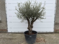 Olijfboom old skin - olea europaea - ca. 80 jaar oud - hoogte ca. 230 cm