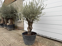 Olijfboom old skin - olea europaea - ca. 80 jaar oud - hoogte ca. 230 cm - afbeelding 2 van  8