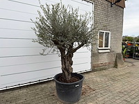 Olijfboom old skin - olea europaea - ca. 80 jaar oud - hoogte ca. 230 cm - afbeelding 3 van  8