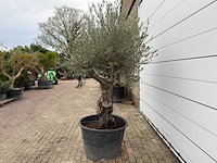 Olijfboom old skin - olea europaea - ca. 80 jaar oud - hoogte ca. 230 cm - afbeelding 4 van  8