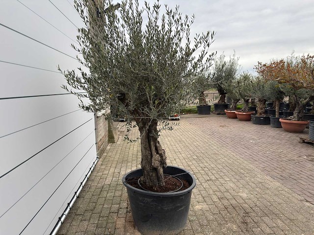 Olijfboom old skin - olea europaea - ca. 80 jaar oud - hoogte ca. 230 cm - afbeelding 5 van  8