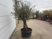 Olijfboom old skin - olea europaea - ca. 80 jaar oud - hoogte ca. 230 cm - afbeelding 5 van  8
