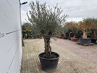 Olijfboom old skin - olea europaea - ca. 80 jaar oud - hoogte ca. 230 cm - afbeelding 6 van  8