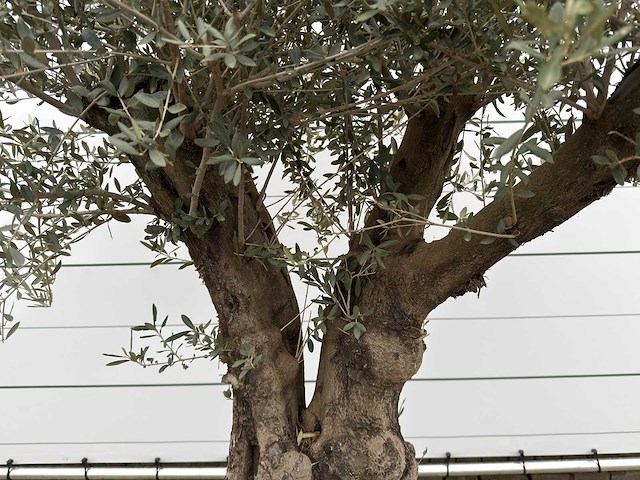 Olijfboom old skin - olea europaea - ca. 80 jaar oud - hoogte ca. 230 cm - afbeelding 7 van  8
