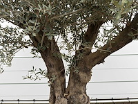 Olijfboom old skin - olea europaea - ca. 80 jaar oud - hoogte ca. 230 cm - afbeelding 7 van  8