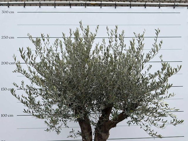 Olijfboom old skin - olea europaea - ca. 80 jaar oud - hoogte ca. 230 cm - afbeelding 8 van  8