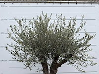 Olijfboom old skin - olea europaea - ca. 80 jaar oud - hoogte ca. 230 cm - afbeelding 8 van  8