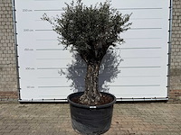 Olijfboom old skin - olea europaea - ca. 80 jaar oud - hoogte ca. 230 cm